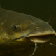 Illustration for article titled Want to Get Rid of an Invasive Species? Try Eating Them.